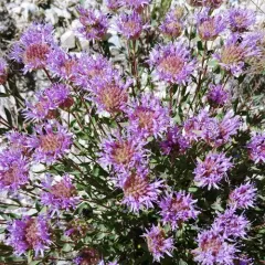 mountain coyote mint thumbnail 4
