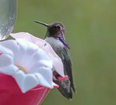 Costa's Hummingbird thumbnail 2