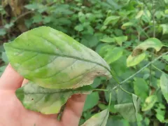 Erysiphe pseudopusilla thumbnail 2