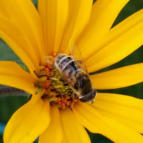 Yellow-shouldered Drone Fly