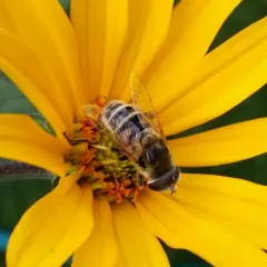 Yellow-shouldered Drone Fly thumbnail 1