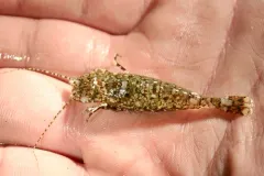 Crangon handi thumbnail 2