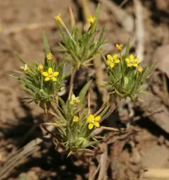 yellow pincushion plant thumbnail 2