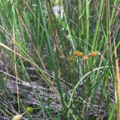 marsh straw sedge thumbnail 2