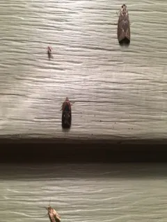 Copa Dichomeris Moth thumbnail 2