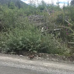 Sooty Grouse thumbnail 4