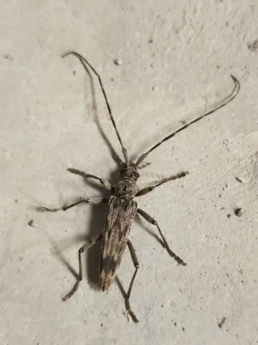 Wavy Longhorn Beetle
