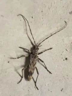Wavy Longhorn Beetle thumbnail 1