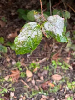 Erysiphe viburniphila thumbnail 3