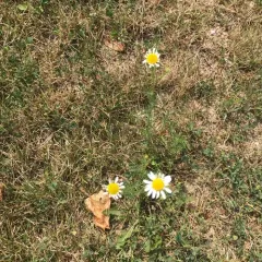scentless mayweed thumbnail 5