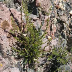 Granite Prickly Phlox thumbnail 4
