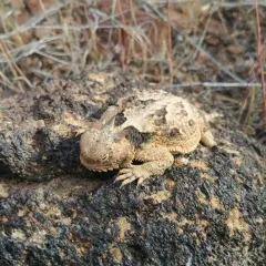 Desert Horned Lizard thumbnail 4