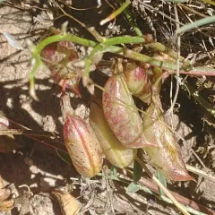 Beckwith's Milkvetch thumbnail 4