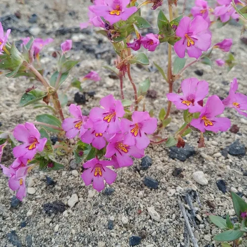 Deschutes Monkeyflower
