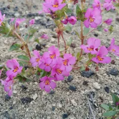 Deschutes Monkeyflower thumbnail 1