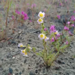 Leiberg's Phacelia thumbnail 2