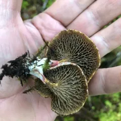 Red Bog Bolete thumbnail 4