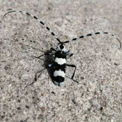Banded Alder Borer thumbnail 4