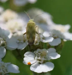 Trefoil Plant Bug thumbnail 2