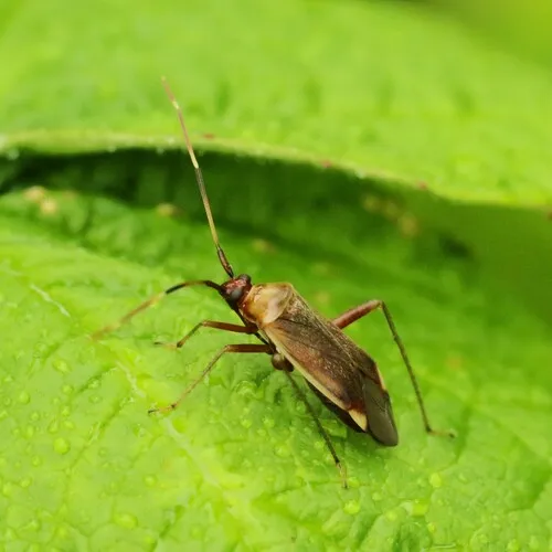 Rapid Plant Bug