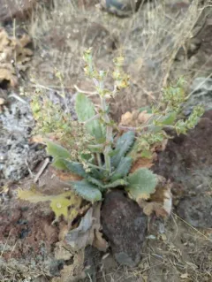 Mediterranean sage thumbnail 4