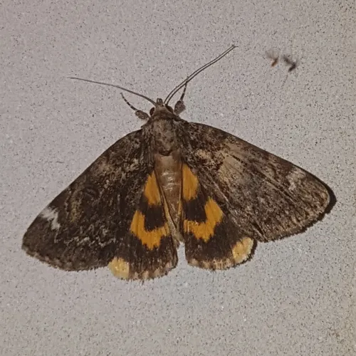 Little Underwing