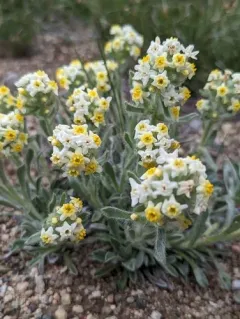 Yellow-eyed Cryptantha thumbnail 4