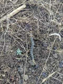 Common Desert Centipede thumbnail 4