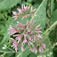 sweet Joe-Pye-weed thumbnail 2