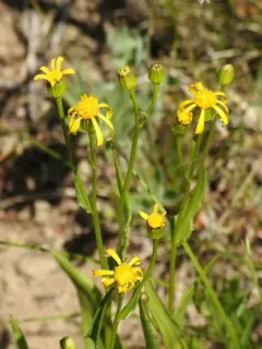 Thickleaf Ragwort thumbnail 3