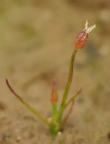 moss rush