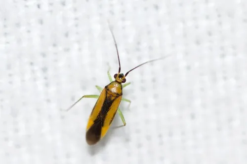 Orthotylus submarginatus