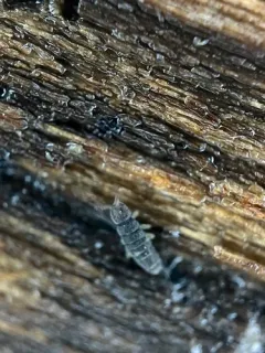 Hydroisotoma schaefferi thumbnail 3