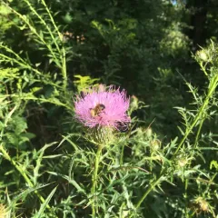 field thistle thumbnail 2