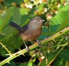 Wrentit thumbnail 4