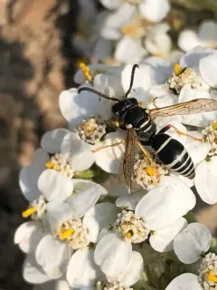 Pseudepipona aldrichi thumbnail 3