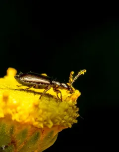 Lebia pumila thumbnail 4