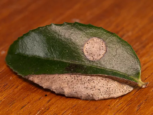 Phyllosticta vaccinii