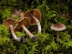 Cortinarius miwok thumbnail 4