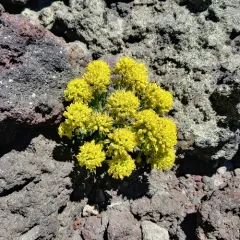 golden alpine draba thumbnail 2