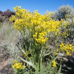 Tapertip Hawksbeard thumbnail 3