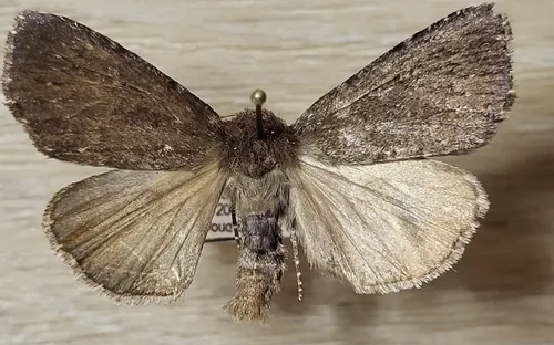 Xestia atrata
