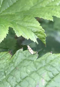 Bronze Alder Moth thumbnail 1