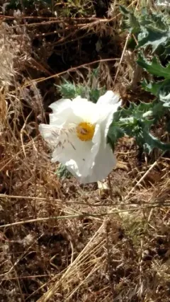 flatbud prickly poppy thumbnail 2