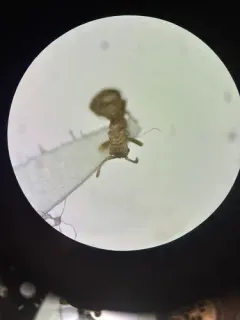 Dark Guest Ant thumbnail 4