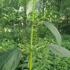 late figwort thumbnail 1
