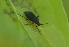 Polymerus opacus thumbnail 1