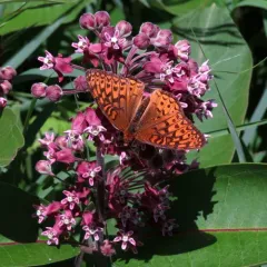 Atlantis Fritillary thumbnail 4