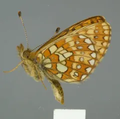 Bog Fritillary thumbnail 3