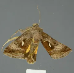 Mountain Beauty Moth thumbnail 3